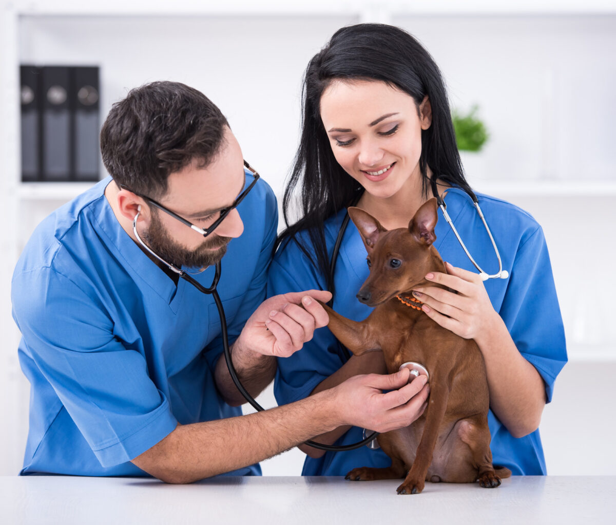 veterinary technician resume